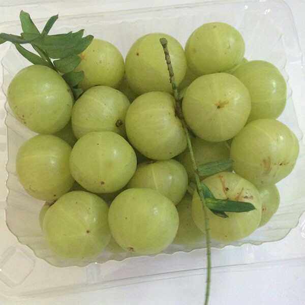 现摘新鲜广西油甘果油柑子牛甘果侯甘子 先苦后甘野水果1份1斤