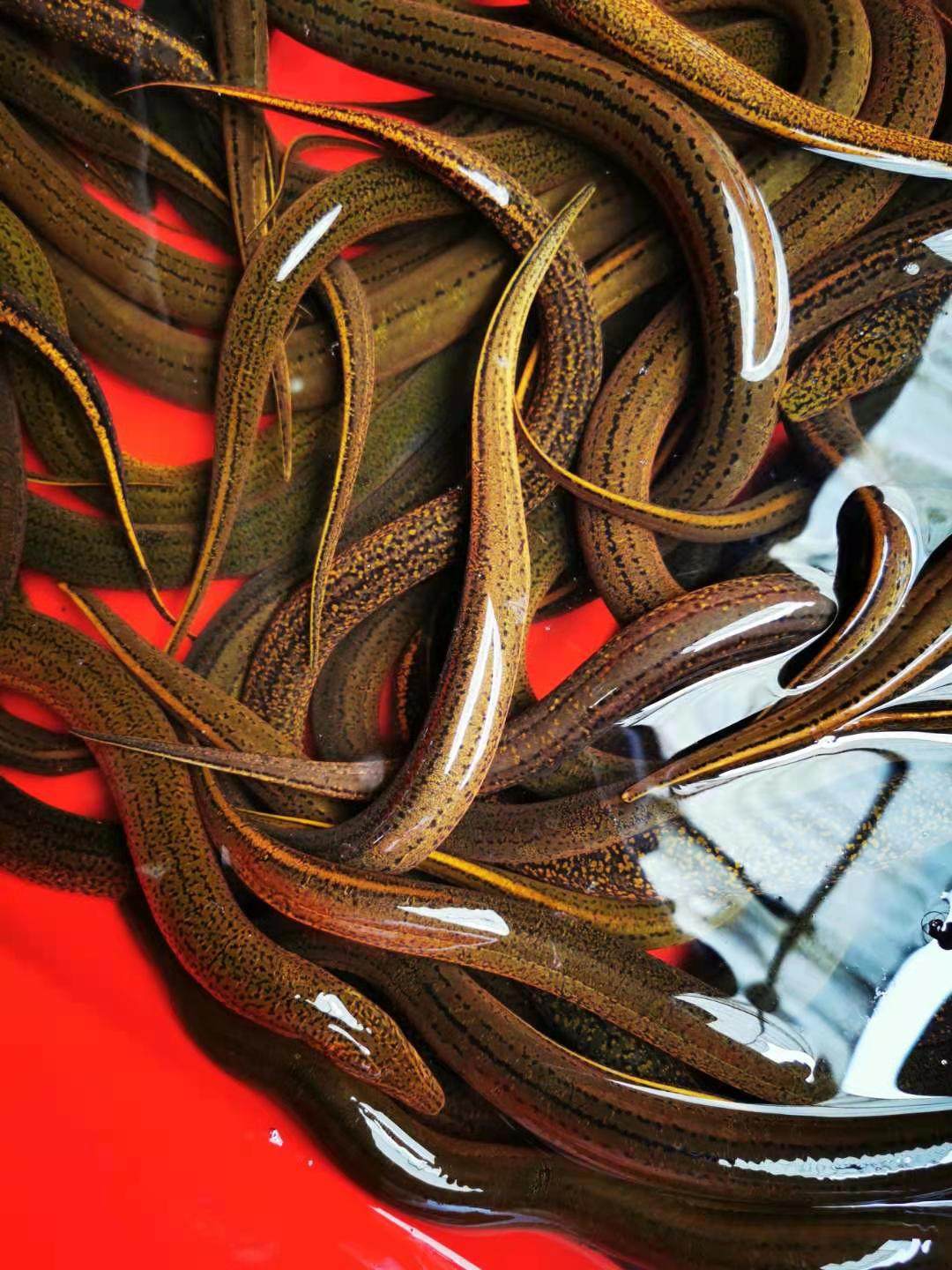 湖北生态黄鳝鳝鱼长鱼盘鲜活活现杀鳝新鲜活体淡水鱼类