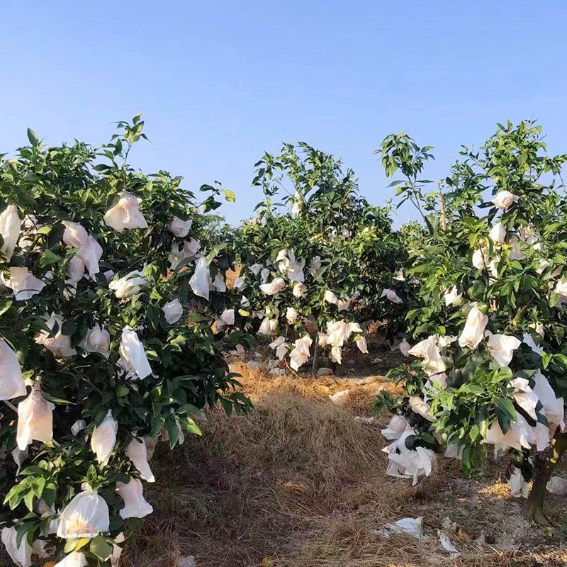 套袋水果专用桃子梨子苹果防水防虫水果套袋