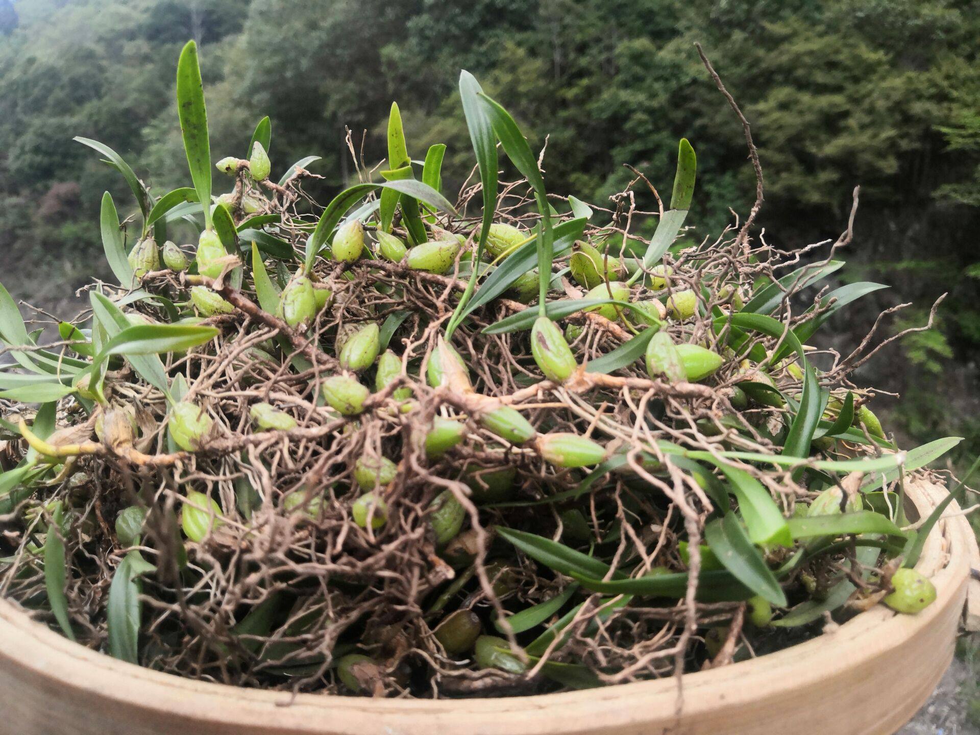 石橄榄橄榄双叶小号新鲜石仙桃仙桃炖汤补品煲汤其他药食同源食品