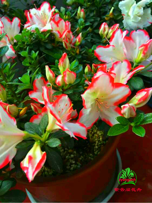 杜鹃杜鹃花彩钻盆栽室内绿植红唇百合花苗多肉植物