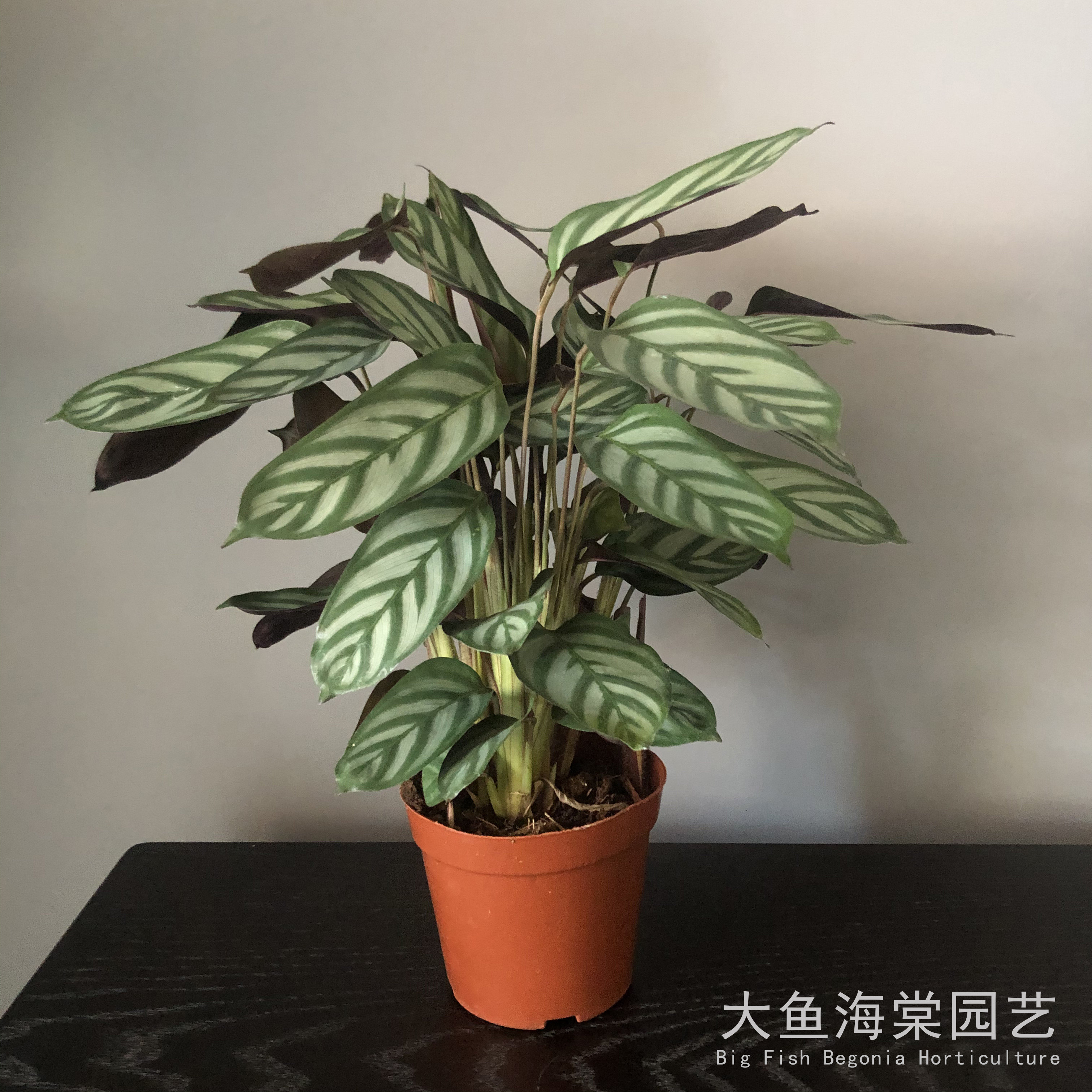 飞羽竹芋美丽之星孔雀观叶植物喜绿植花卉室内盆栽大型绿植
