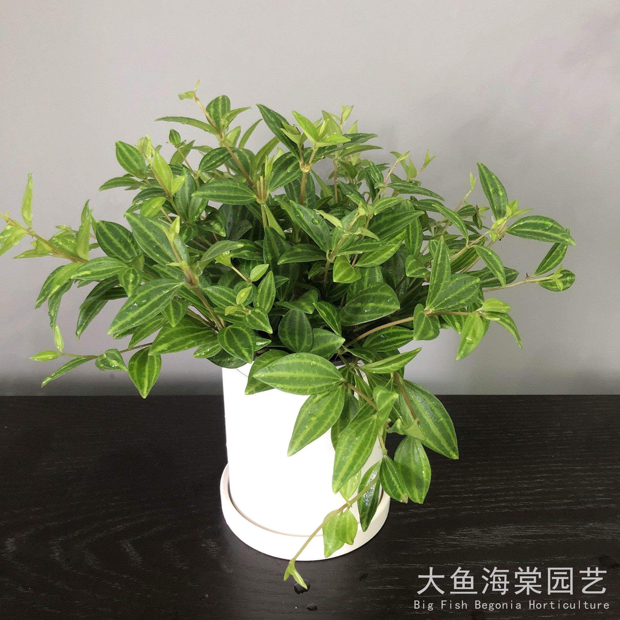 钻石翡翠办公办公室室内防辐射绿植桌面盆栽净化空气绿植