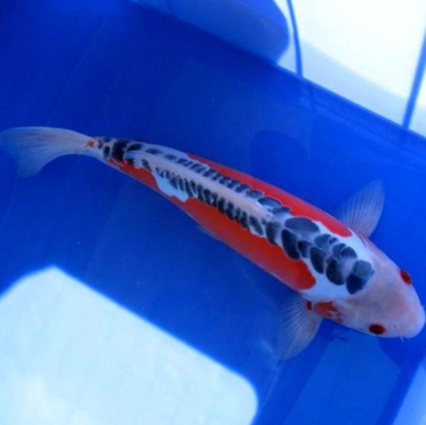 锦鲤鲤鱼纯种观赏鱼淡水冷水鱼招财风水红白三色鱼