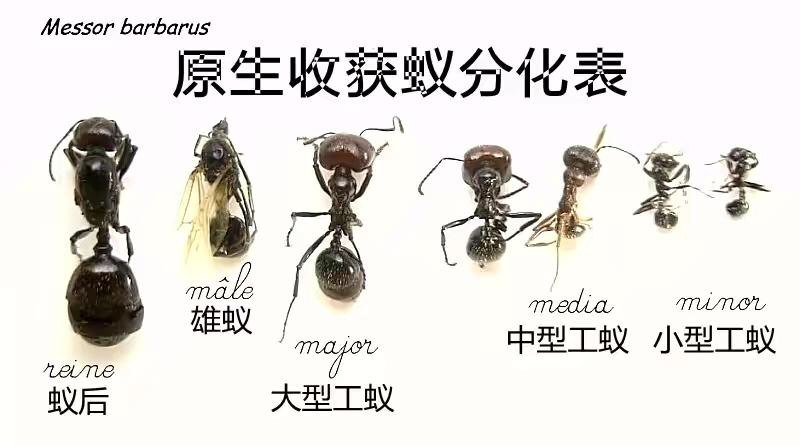 蚂蚁活体原生收获宠物科普教育生日礼物蚂蚁