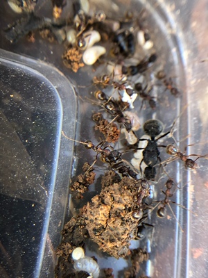 大吉盘腹蚁 舒尔盘腹蚁  宠物蚂蚁  容易饲养 爆产神器