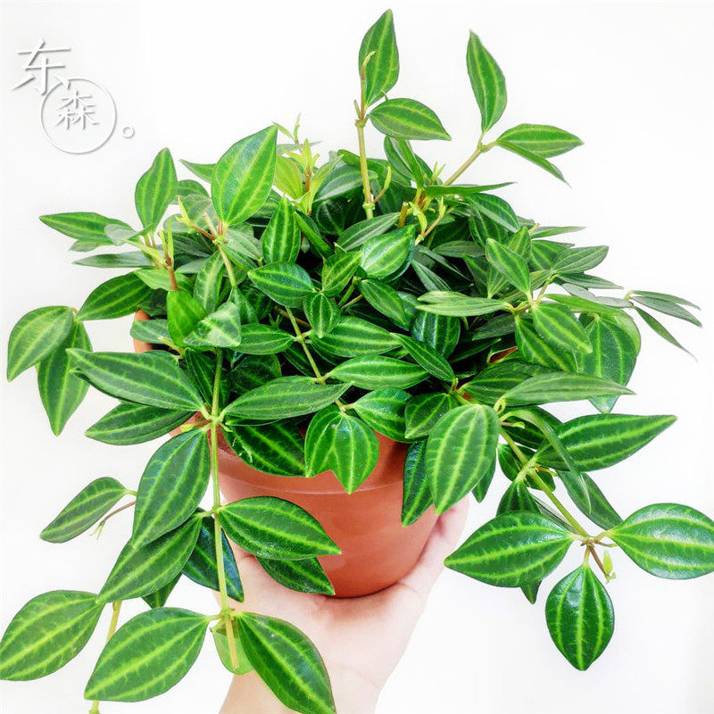 绿植吊兰钻石翡翠椒草净化空气易养好活桌面阳台垂吊植物含盆