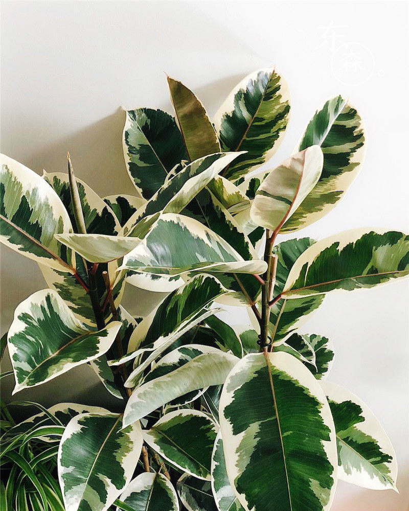 国外欧美网红植物花叶金刚橡皮树可美化客厅绿植