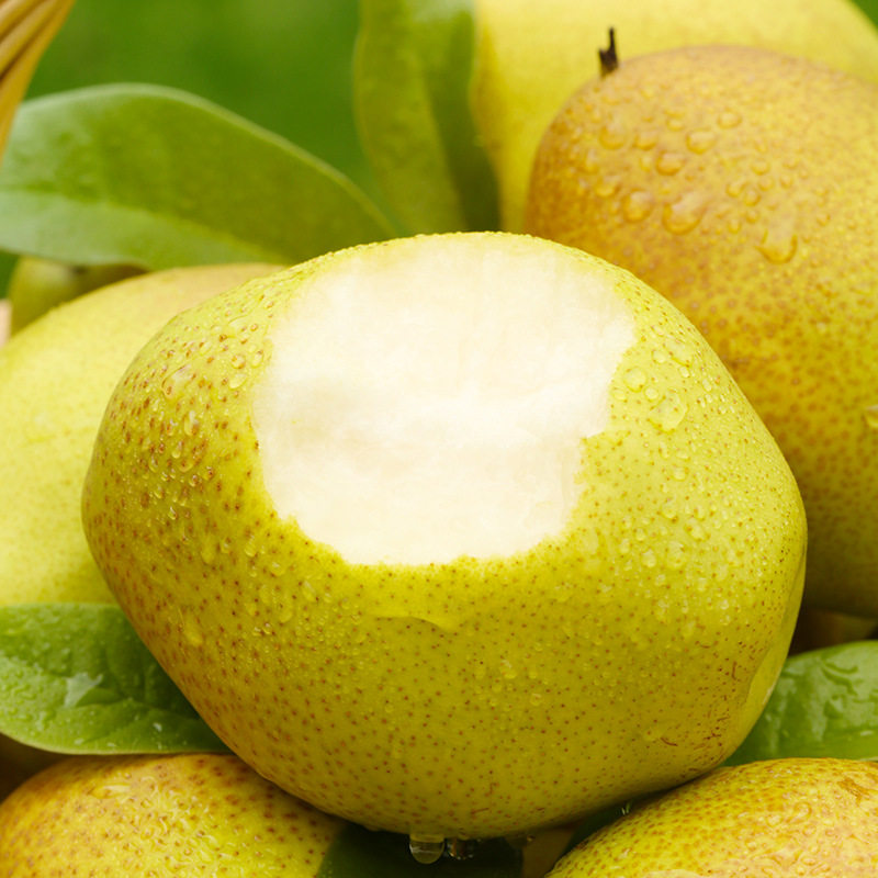 现摘山西运城红香酥梨5斤大果小香香梨当季梨