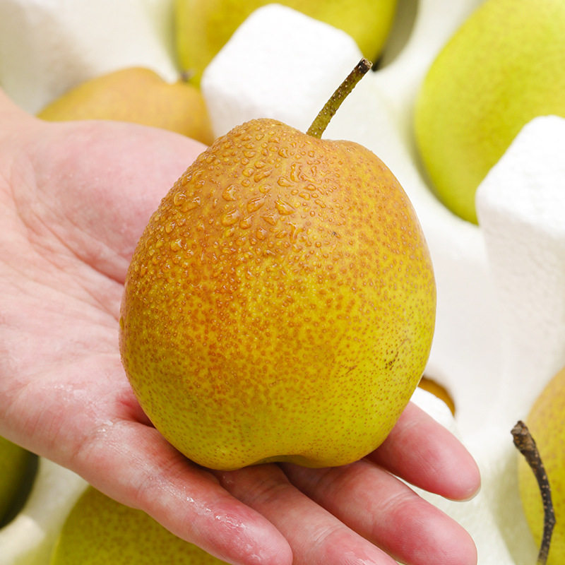 现摘山西运城红香酥梨5斤大果小香香梨当季梨