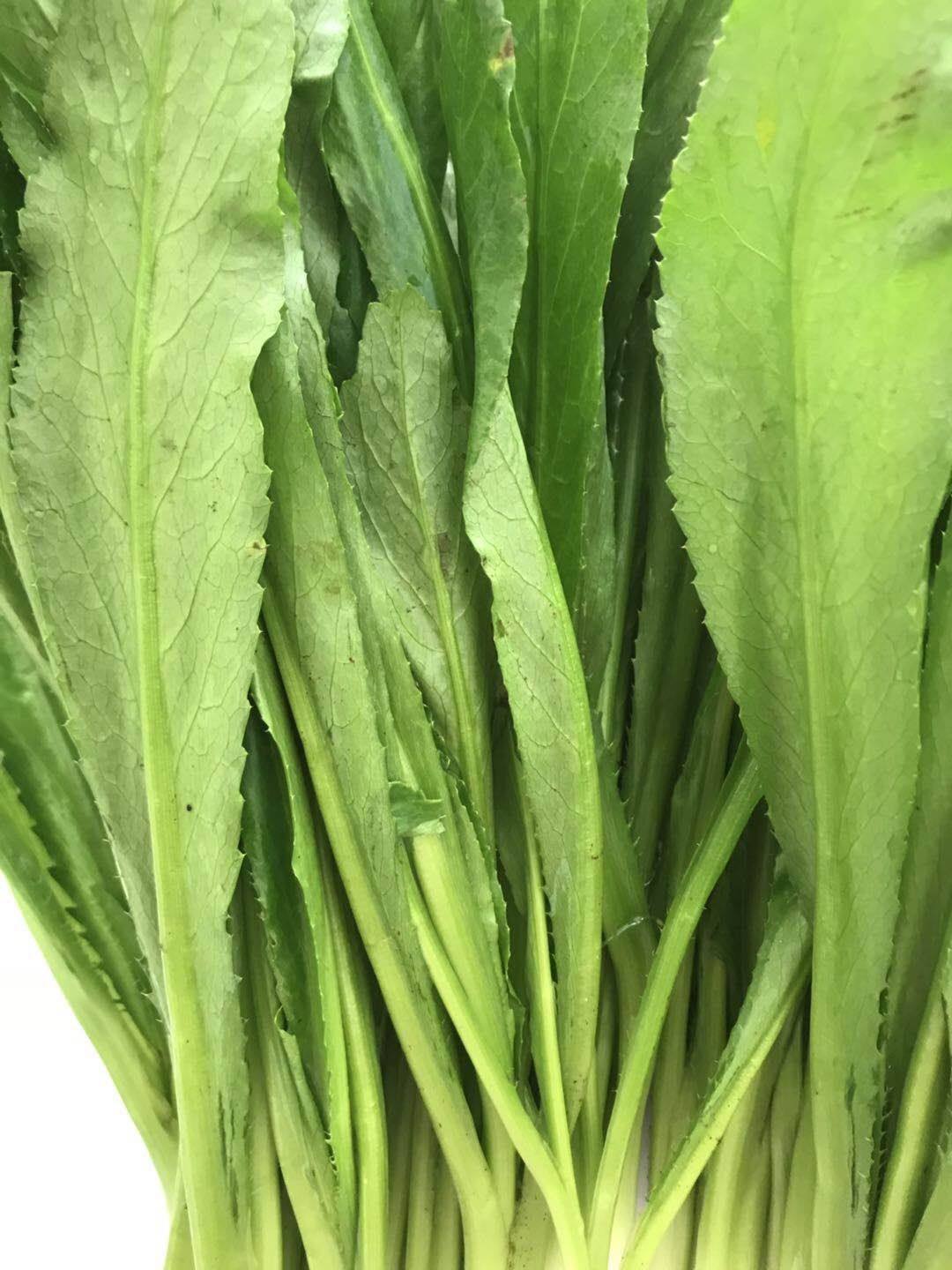 新鲜香菜刺芹刺芫荽大洋鹅芥假芫茜元云南大芫其它