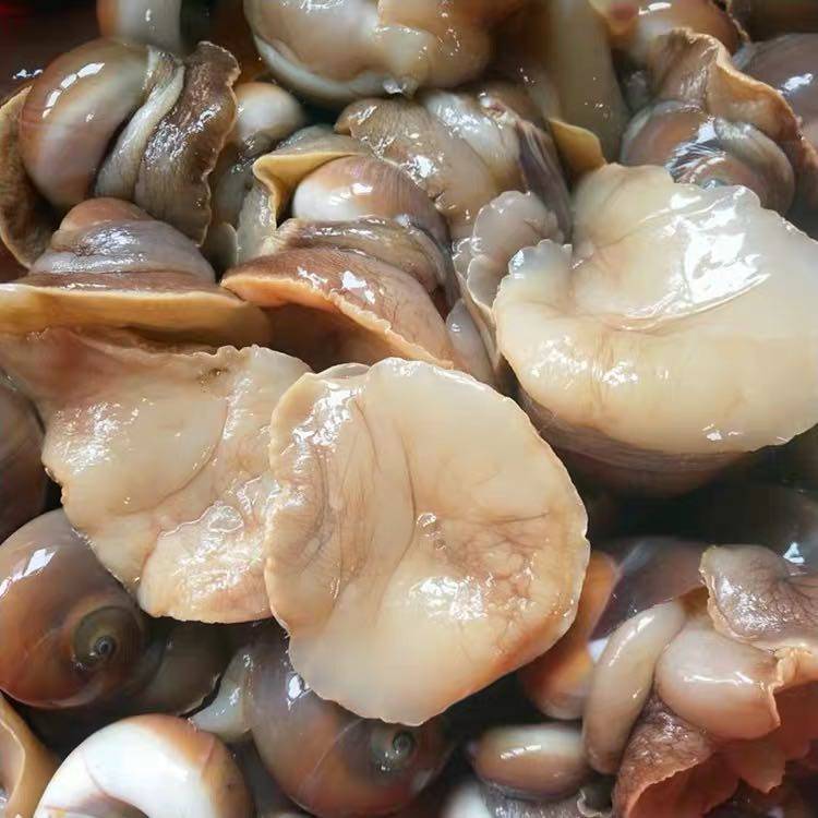 海鲜水产鲜活猫眼螺新鲜贝类野生无沙猫眼螺香螺肚脐螺扁玉螺包邮