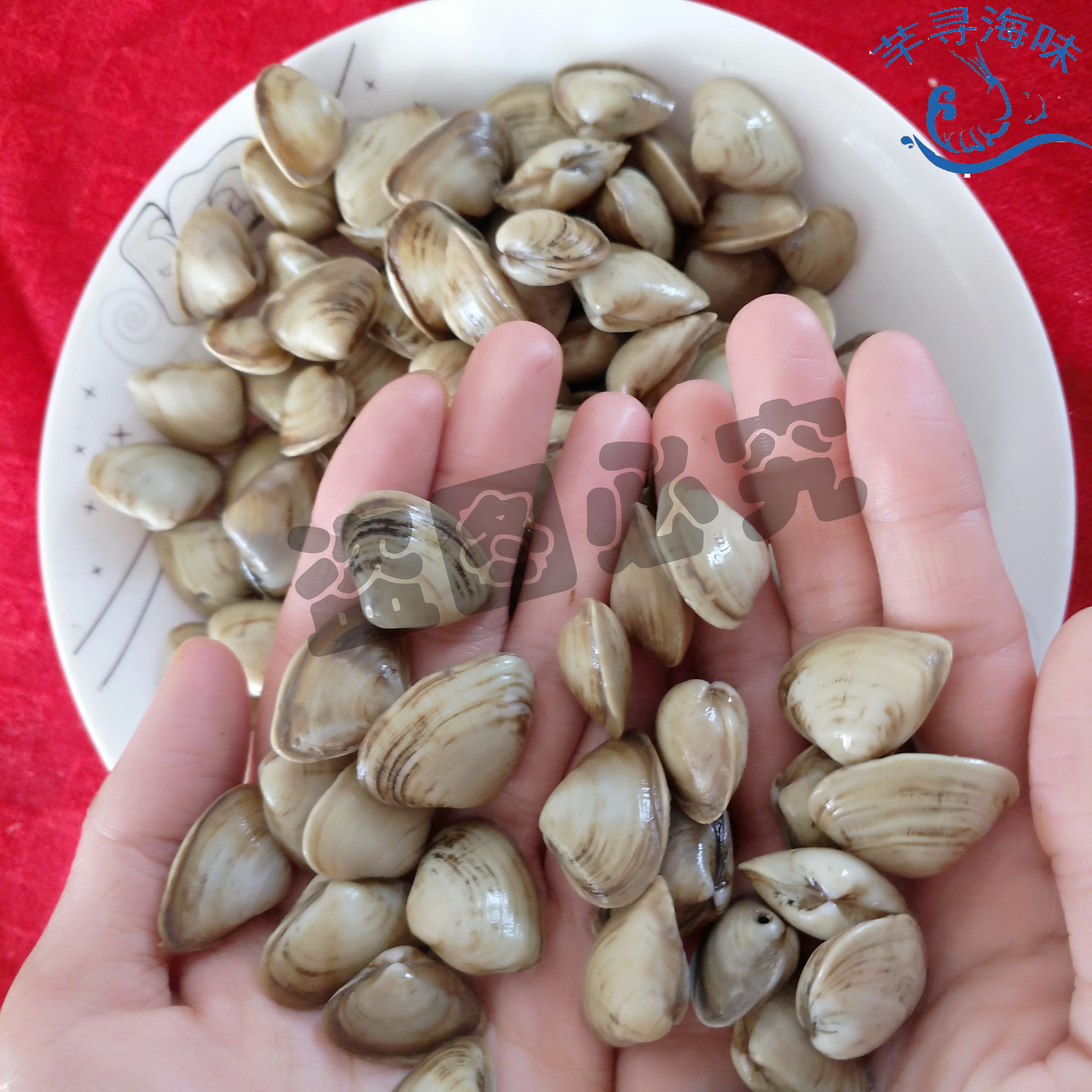 海鲜贝类新鲜鲜活海瓜子沙子小蛤白瓜子优质野生其它