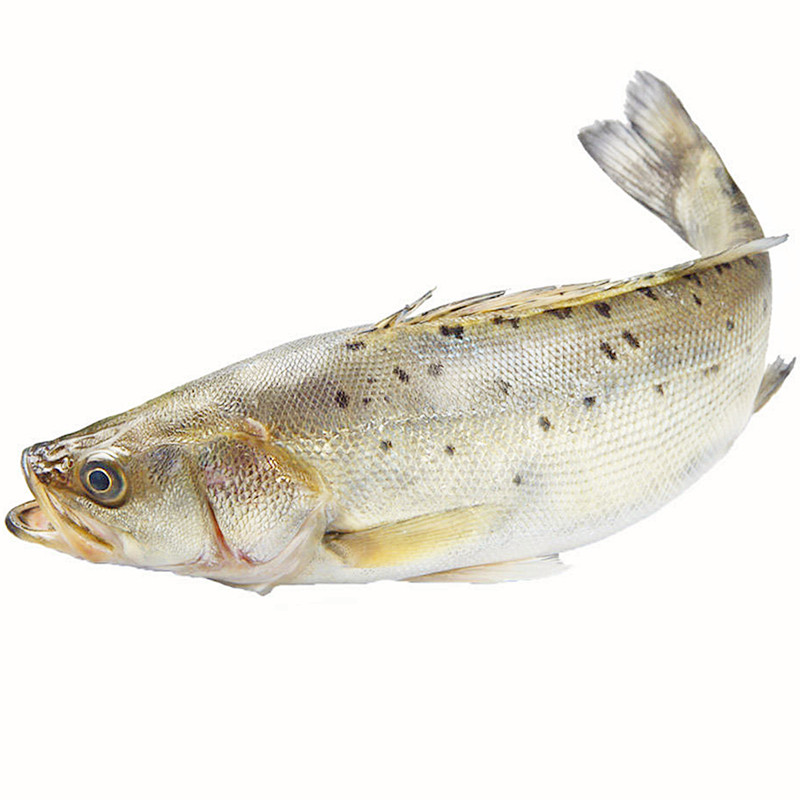 涠洲岛海鲜野生海鲈鱼750g新鲜冰冻鲜活水产深海捕鱼开背鲈鱼包邮