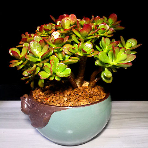 花月玉树姬胧黄金新花月三色盆栽多肉多肉植物