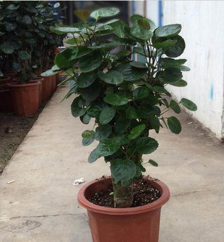 金钱树桩钱树金钱树植物高档盆景旺财旺家福禄花卉