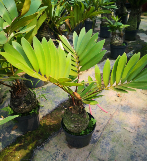 花卉墨西哥铁树室内盆栽高档净化空气甲醛桌面小盆绿植