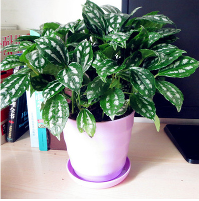 室内绿植盆栽金心金边青叶珍珠绿萝吊兰花卉苗木大多种18元包邮