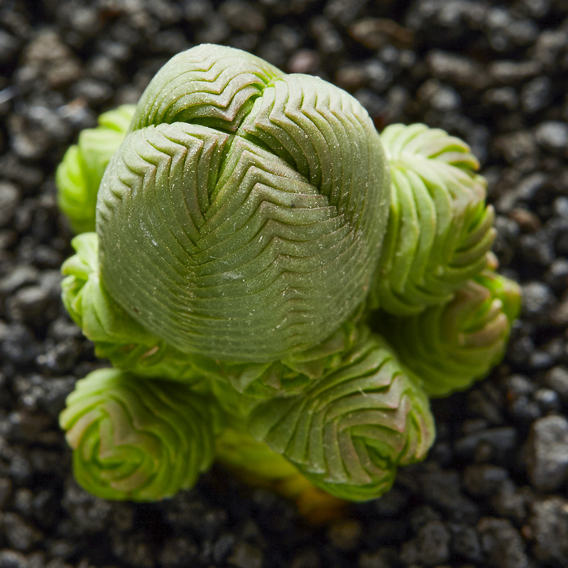 多肉植物达摩绿塔锁龙组合盆栽办公办公室室内多肉植物