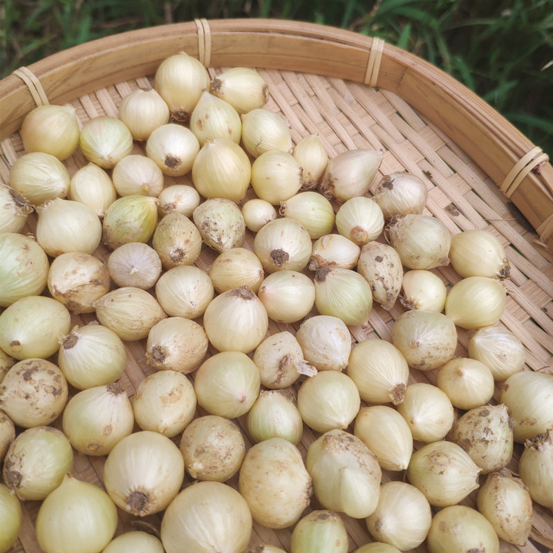 新鲜苦藠头四川野生苦芥叫苦头小蒜苦茭团葱野其它