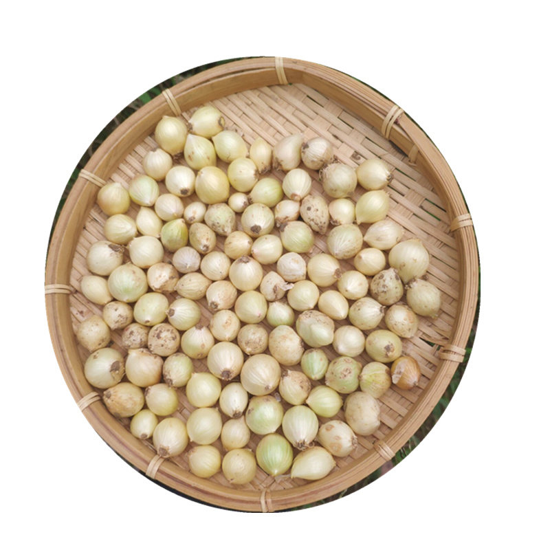 包邮 四川新鲜苦藠2斤装团葱小根葱野葱头苦茭小洋葱小蒜藠头薤白