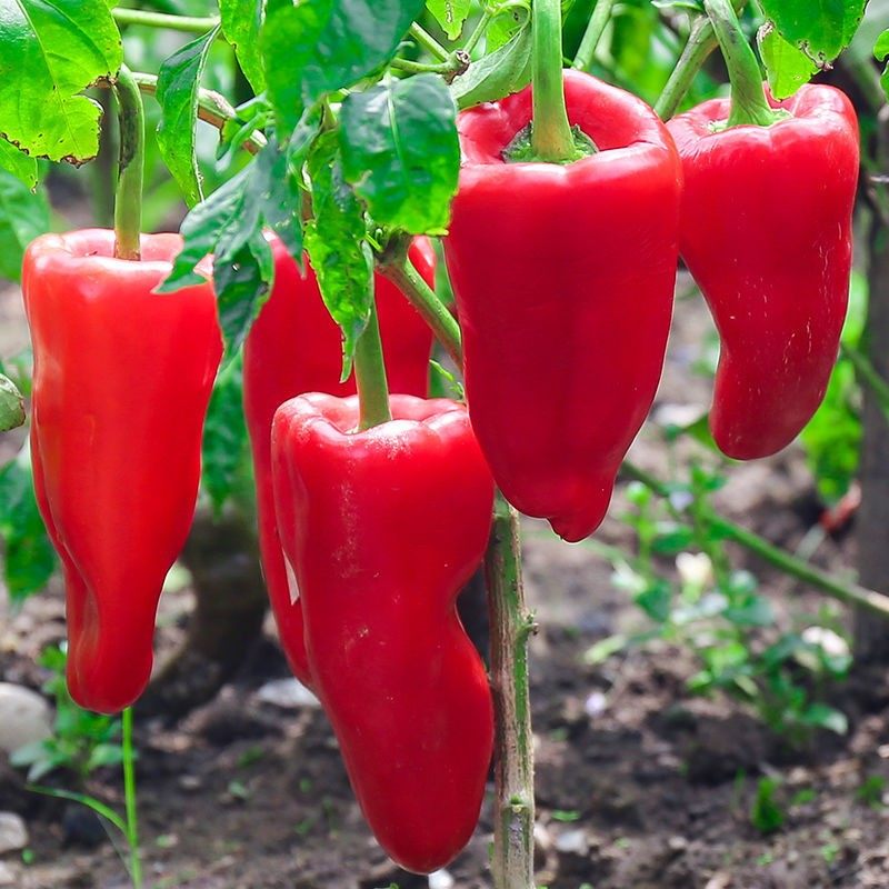 辣椒现摘鲜红红辣椒5斤农家自种大红红土蔬菜辣椒