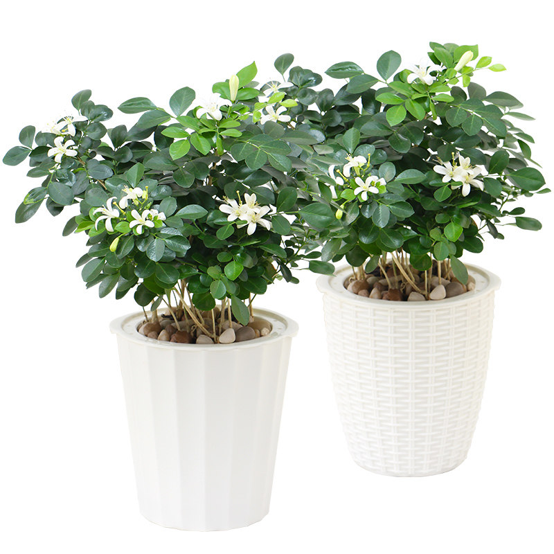九里香花卉绿植盆栽室内办公室桌面清香驱蚊开花懒人水培植物盆景