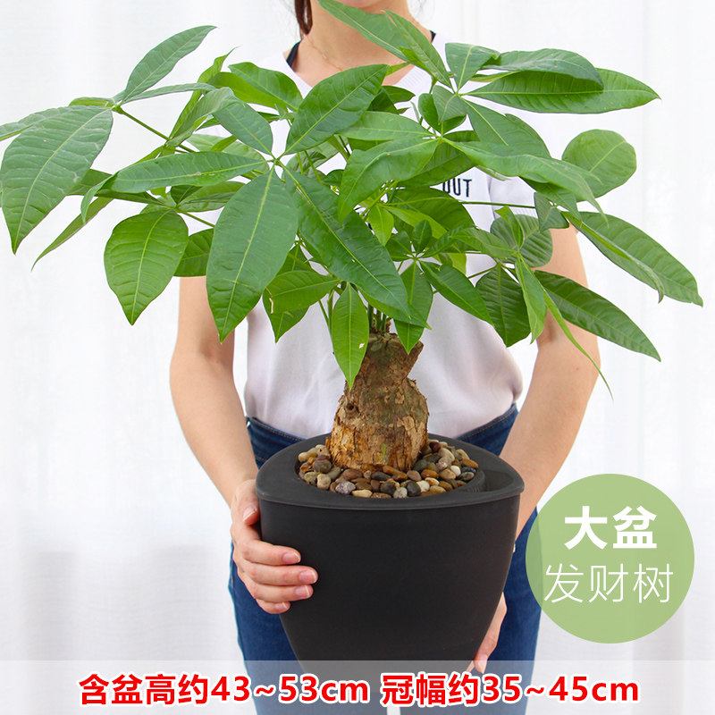 大盆发财树盆栽室内招财金钱树水培植物客厅四季水养绿植家居盆景