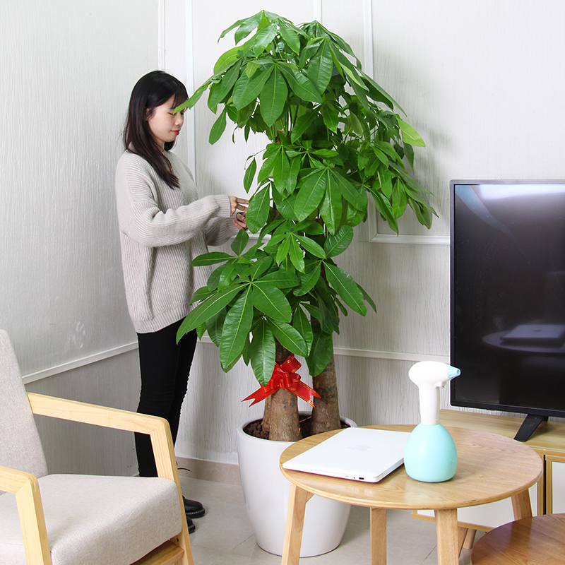 步步高发财树盆栽客厅大颗型树桩植物绿植办公室绿化开业乔迁广州