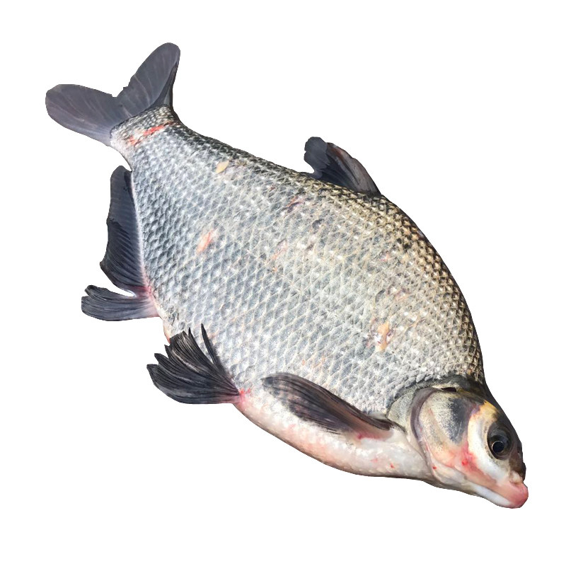 武昌鱼 密云野生新鲜方鱼鲜鲂鱼团头鲂500克拍2份包邮再减5元