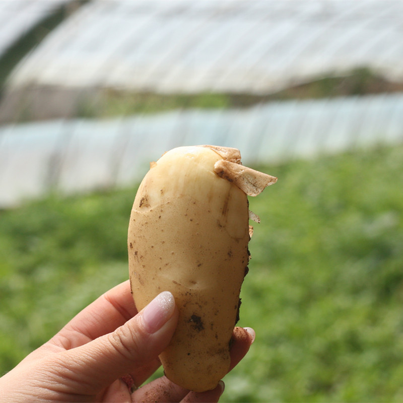 土豆新鲜密云农家黄心蔬菜马铃薯现刨发货带泥土豆