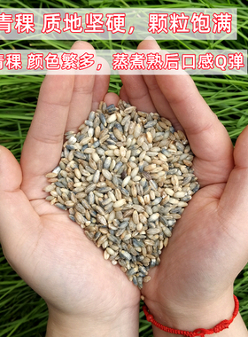 青海特产麦仁青藏高原谷物杂粮米麦仁甜醅原料楚襄源农家庄园淘宝店湖