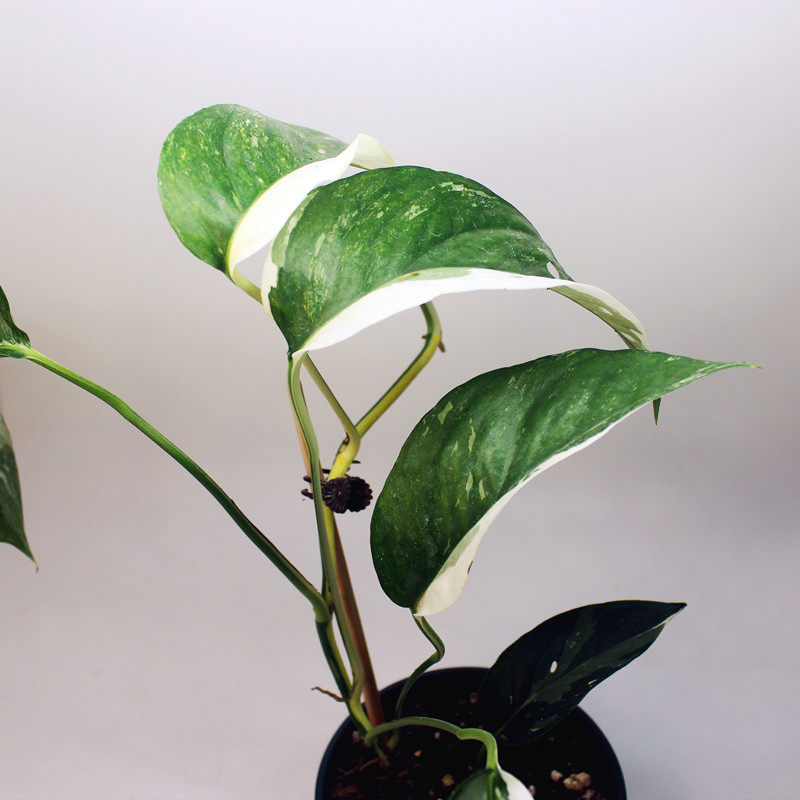 包邮麒麟尾锦epipremnumpinnatumvariegated室内绿植观赏植物绿植