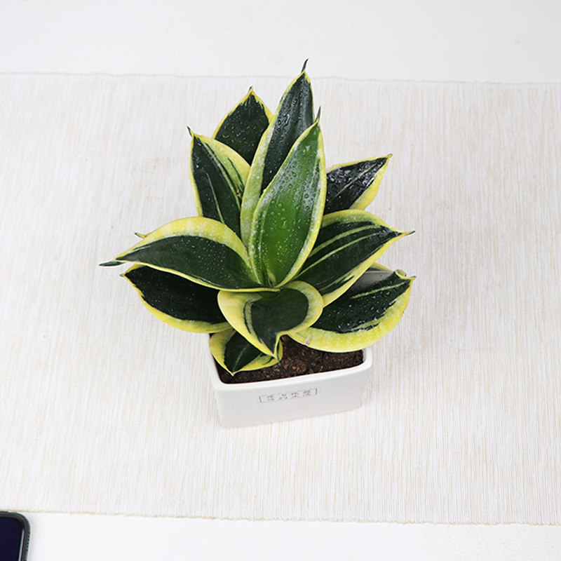 花器荷花虎皮美叶哈尼ins网红绿植盆栽桌面绿植