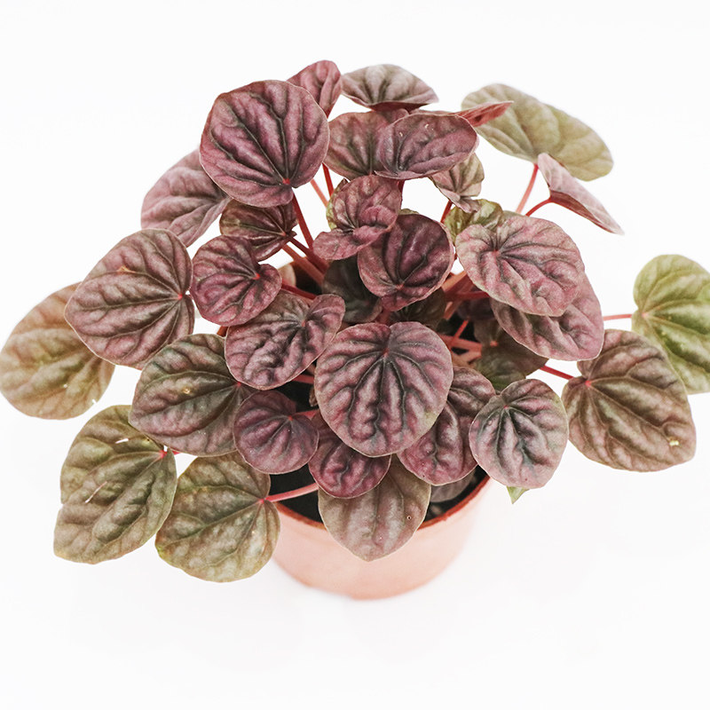 绿植花器红宝石红皱叶椒草室内盆栽植物组盆造景绿植