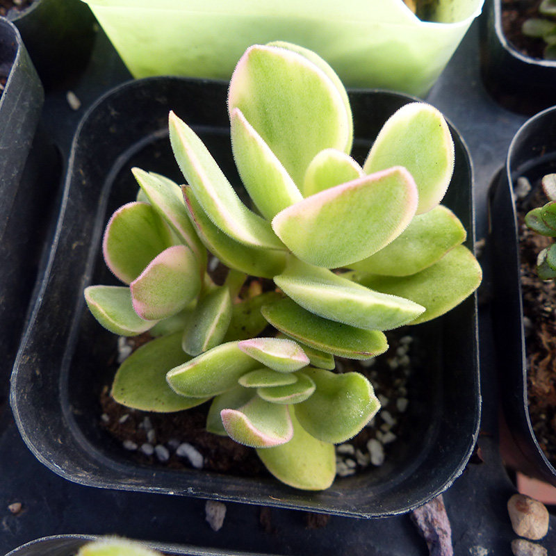 4月朝霞实拍新品变异一物一拍稀有自然锦覆轮多肉植物