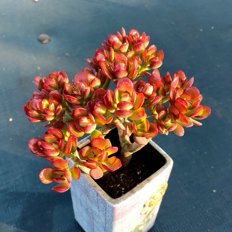 小叶玉树姬红花月多肉植物树型小老桩古典花园多肉植物