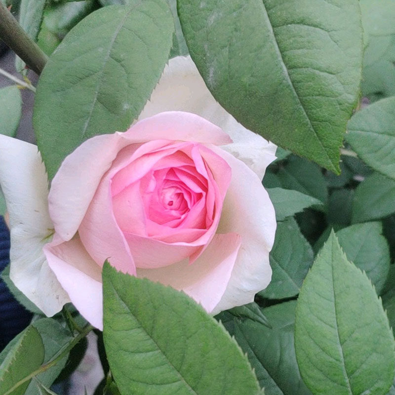 月季日本品种monalisa蒙娜丽莎浓强没药四季开花月季花时令草本花卉