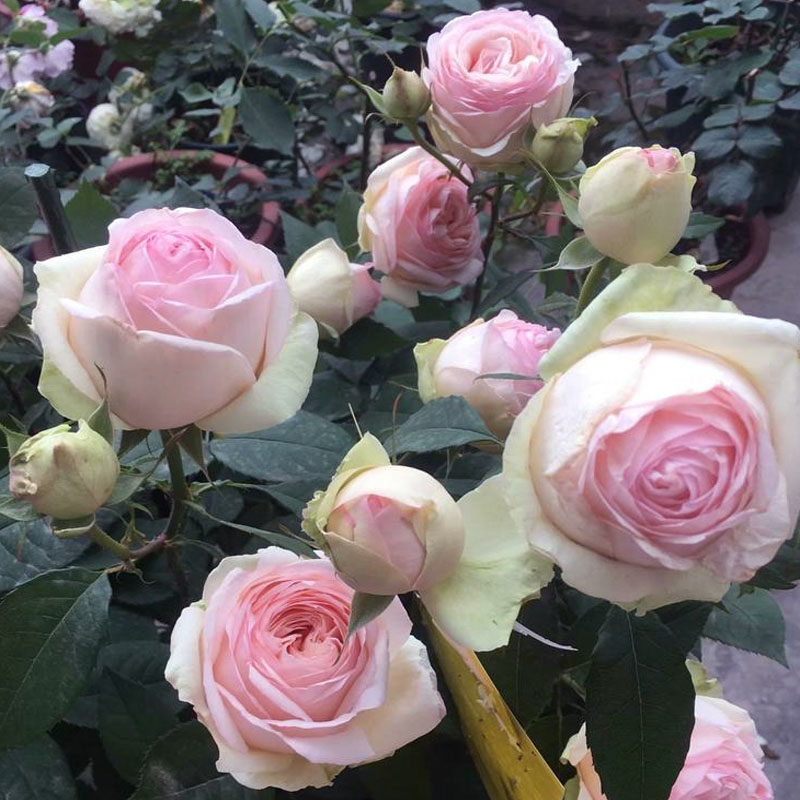 月季日本品种monalisa蒙娜丽莎浓强没药四季开花月季花时令草本花卉