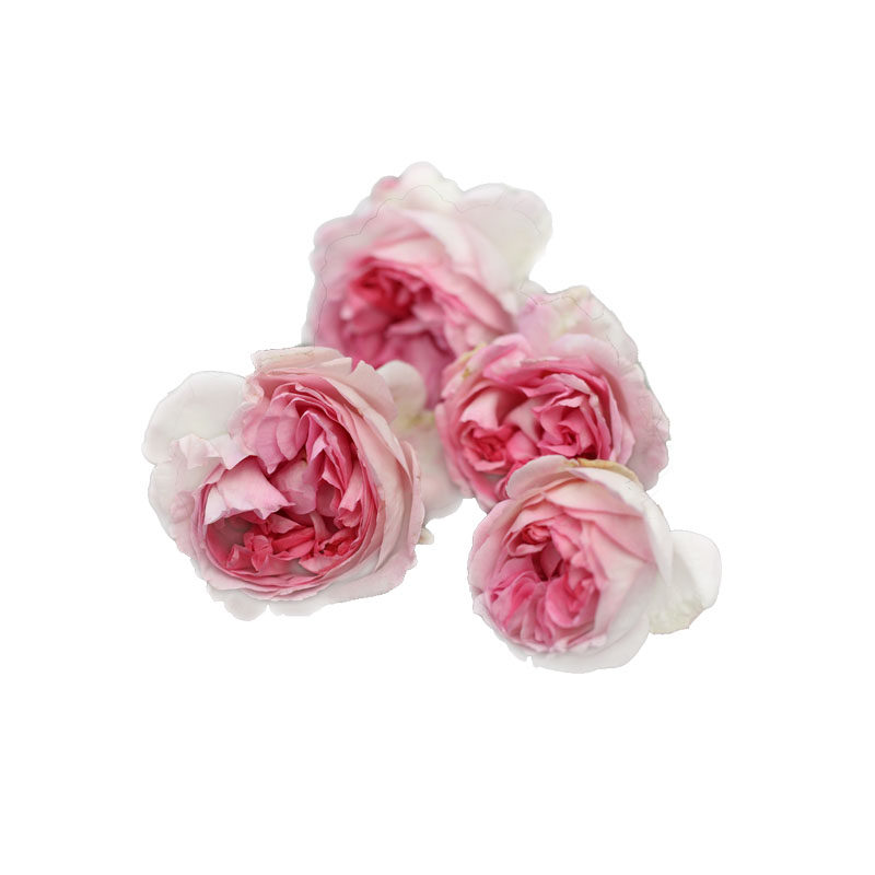 伊芙玫瑰草莓花环特桃出钱水日香水is白法师时令草本花卉