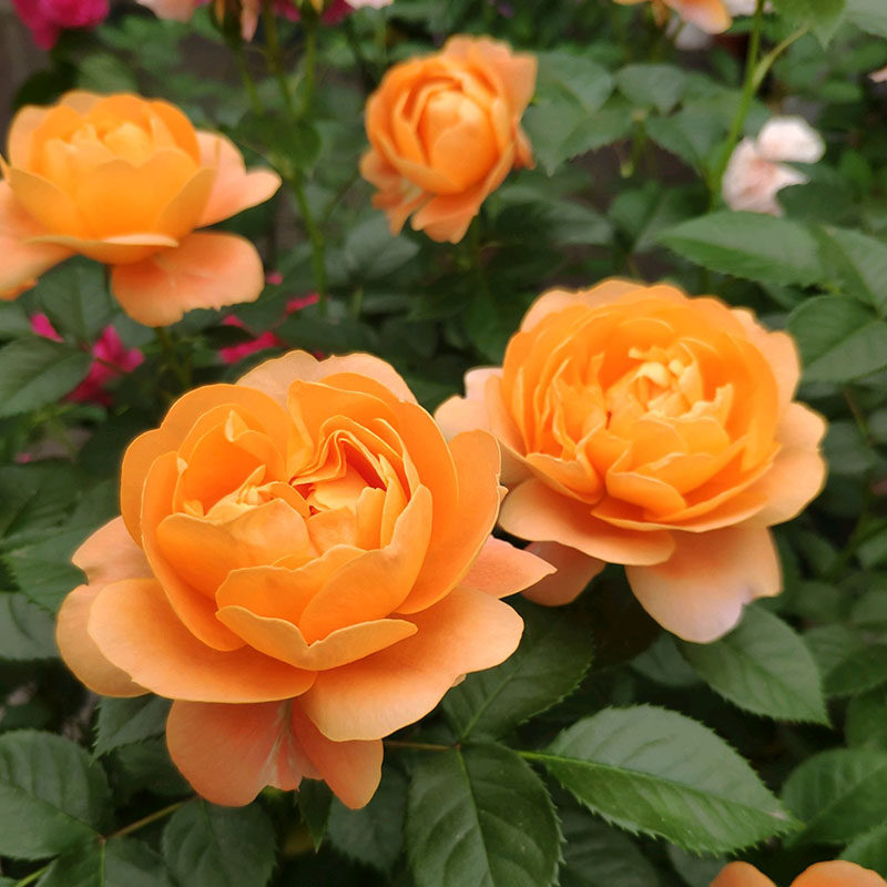 荷兰juicyterrazza果汁阳台内橙外粉橙色逐渐变浅时令草本花卉