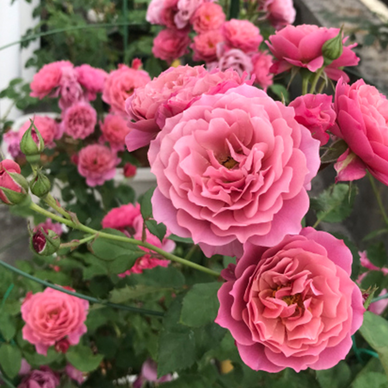 2008日本aoi葵四季勤花多头波浪边复古紫暗深红色月季小星星rose - 小