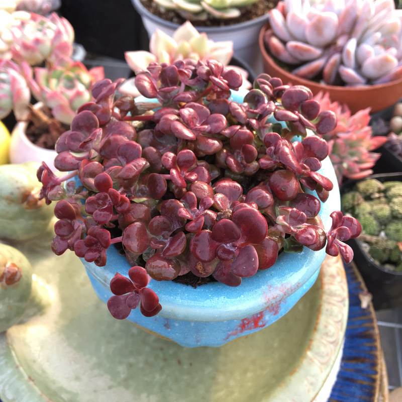 多肉一物一拍红霜稀有冬季香味品种花卉盆栽多肉植物