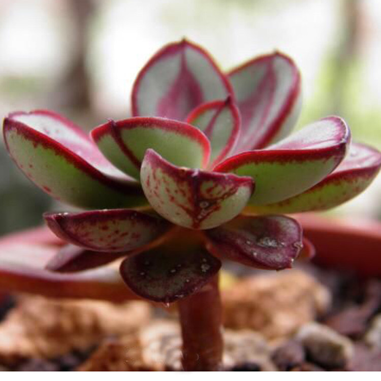 多肉梦露园艺叶红龙骨红司红丝植物办公创意多肉植物