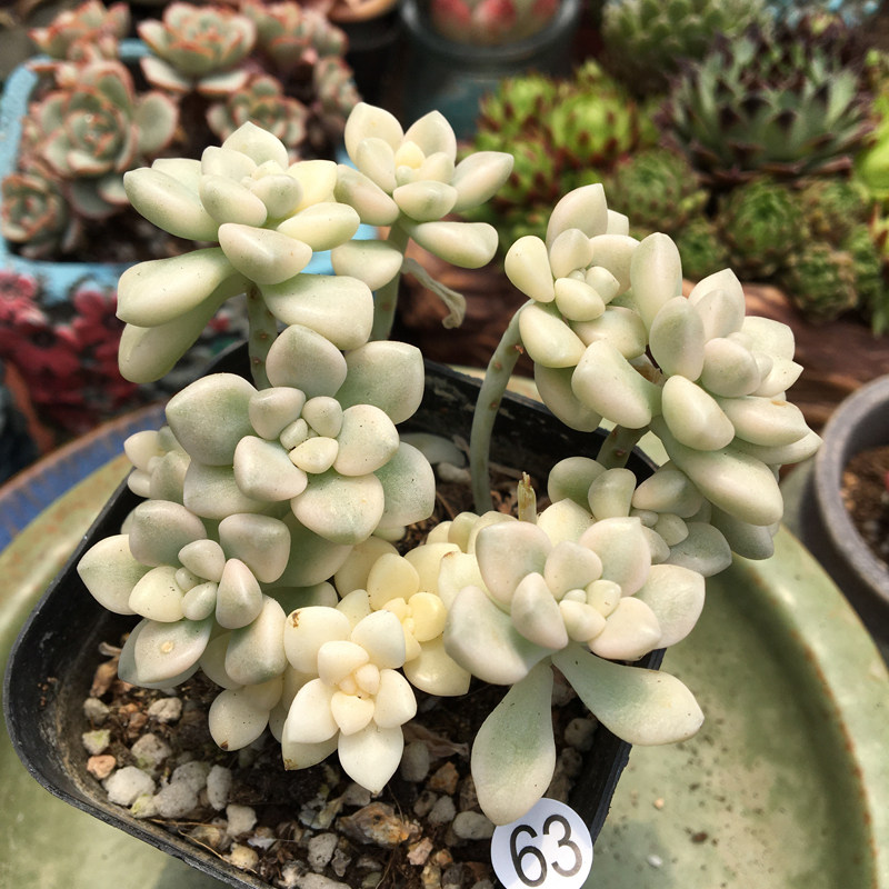 丸叶姬秋丽锦一物一拍迷你植物室内新手多肉群生多头肉盆栽花卉