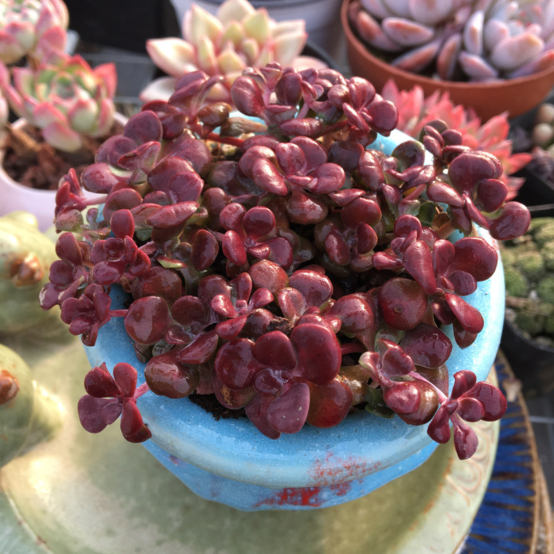多肉一物一拍红霜稀有冬季香味品种花卉盆栽多肉植物