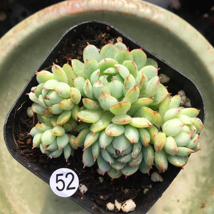 小红衣plus 小夜曲 新品实拍一物一拍 多肉植物 梦露园艺