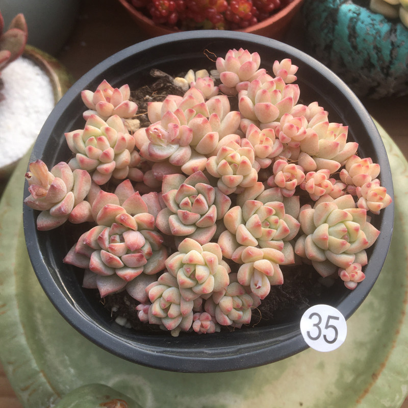 植物多肉焦糖精灵一物一拍有根带土发货办公室多肉植物