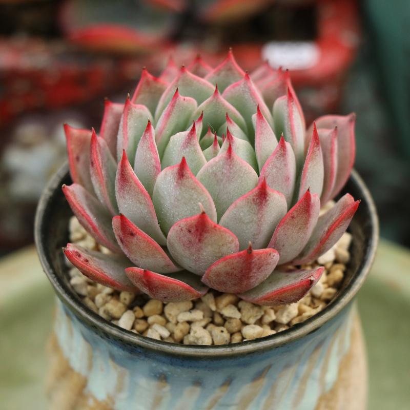 植物林杰安娜5cm货多多肉花卉绿植盆栽办公室多肉植物