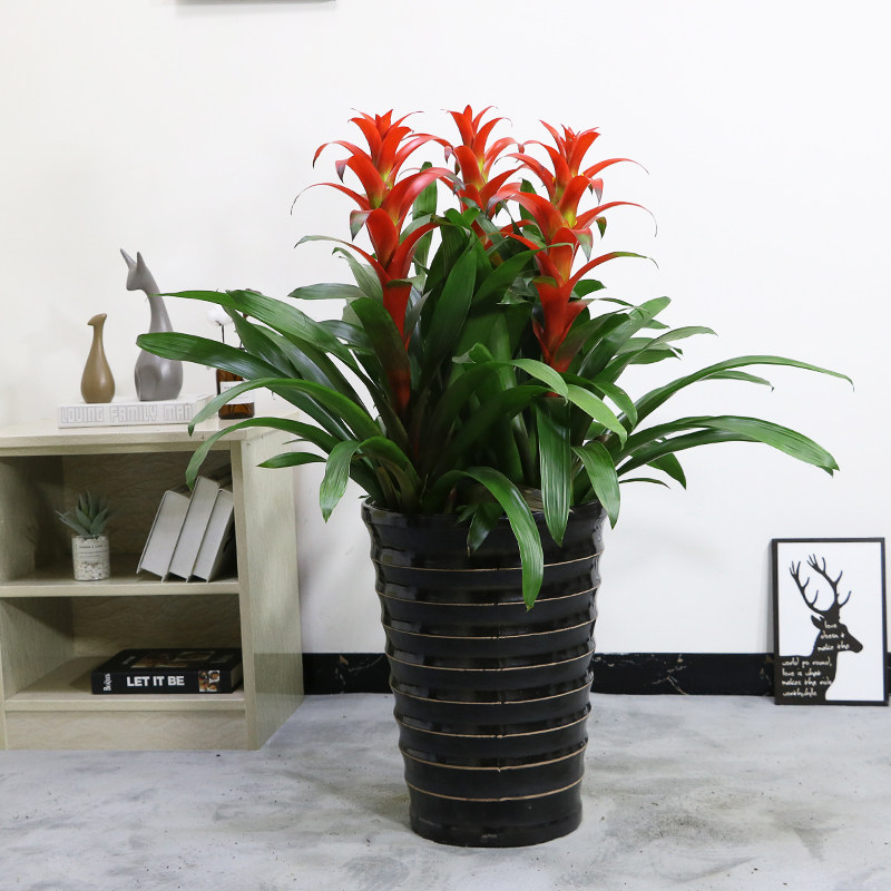 凤梨梨花鸿运当头植物盆栽室内客厅办公室绿植开业时令草本花卉